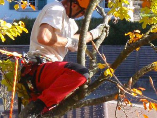 picture of Spycher Baumpflege GmbH