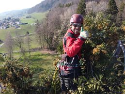 picture of Spycher Baumpflege GmbH