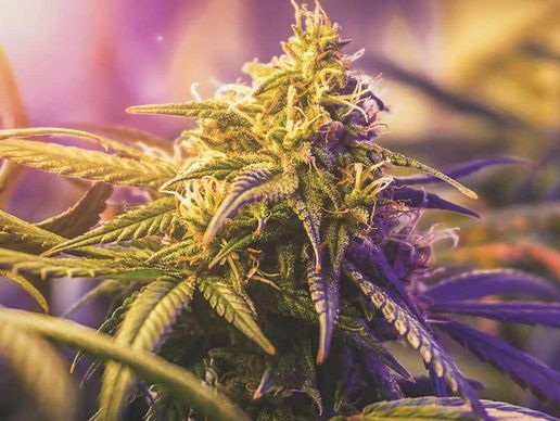 picture of Hanfpost.ch (by Wonderland Trading GmbH)