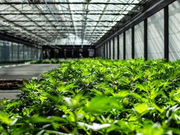 picture of Chanvre DC