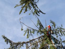 picture of Fuchs Helikopter AG