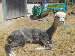 picture of alpakable - Alpaka Farm - Alpaka Shop - Alpaka Duvets & Kissen