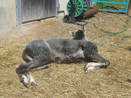 picture of alpakable - Alpaka Farm - Alpaka Shop - Alpaka Duvets & Kissen