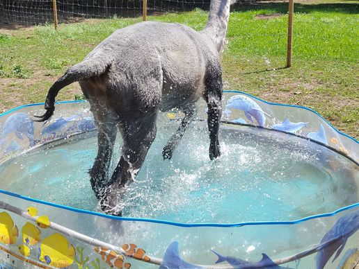 picture of alpakable - Alpaka Farm - Alpaka Shop - Alpaka Duvets & Kissen