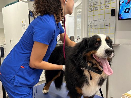 picture of VETLUTRY - Cabinet vétérinaire