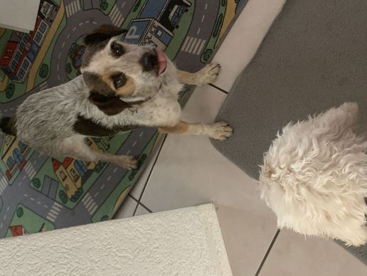 Bild zu Hundebetreuung Oldies but Goldies