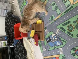 Bild zu Hundebetreuung Oldies but Goldies