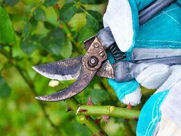 Bild zu Zemp Gartenbau GmbH