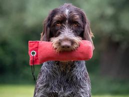 picture of Hundeschule animalcoach.ch Zürich