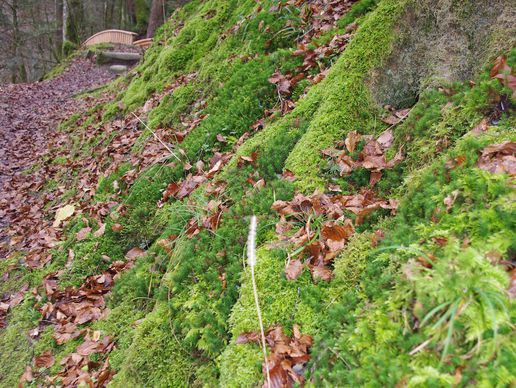 picture of Bestattungsdienst Krattinger AG