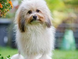 picture of Hundesalon Wizzi