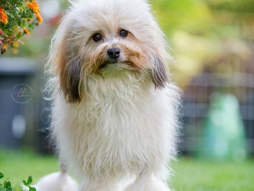 picture of Hundesalon Wizzi