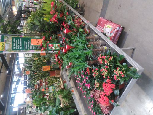 Bild zu Jardinerie HORNBACH Villeneuve