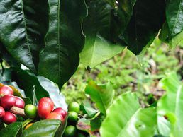 Bild zu Kaffeezentrale Schweiz
