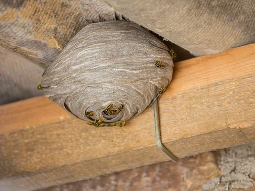 picture of Wespennest Entfernen Kanton Bern