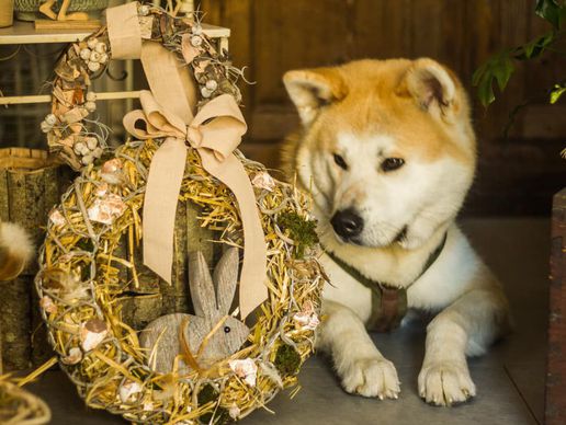 picture of Armonia di Fiori