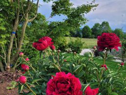 picture of Jardin Passion Rizzi Sàrl