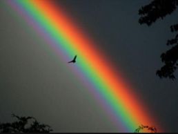 Bild zu L'arc en ciel