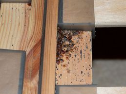 picture of Bettwanzen bekämpfen Kanton Obwalden