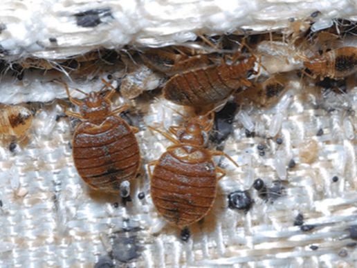 picture of DTec Punaise Sàrl