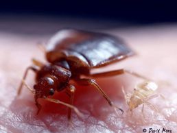 picture of DTec Punaise Sàrl