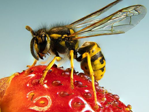 picture of Wespennest Entfernen Kanton Aargau