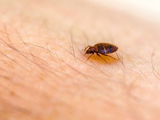 immagine di Bettwanzen bekämpfen Kanton Schaffhausen