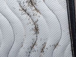 immagine di Bettwanzen bekämpfen Kanton Schaffhausen