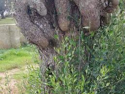 Bild zu Combes Nicolas