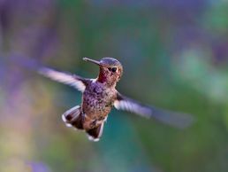 Bild zu Tamborini Andrea