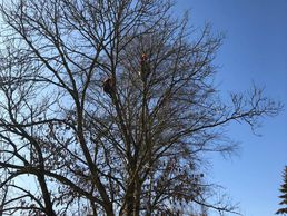 Bild zu Tschan Gartenbau & Gartenunterhalt GmbH