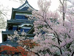 picture of Dolphin Voyages