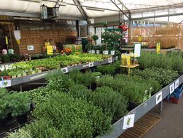 picture of Landi Satigny