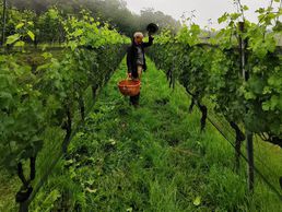 immagine di Zündel Azienda Agricola SA