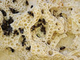 immagine di Pannatier Patrick, Martine et Maxime