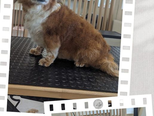 picture of Bon Chien Bon Genre