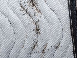 picture of Bettwanzen bekämpfen Kanton Thurgau