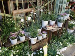 image de Histoire de Fleurs