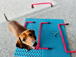 Bild zu Physiovet Vaud Sarl