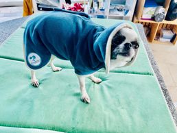 Bild zu Physiovet Vaud Sarl