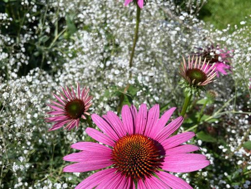 picture of Arbre & Co Sàrl