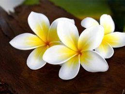 Bild zu Estetica Y.AMA di Yvonne Horlacher