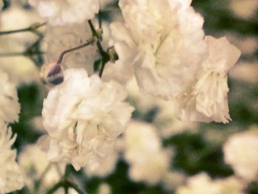 Bild zu Isabelle Fleurs