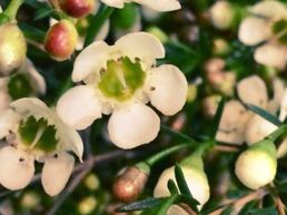 Bild zu Isabelle Fleurs