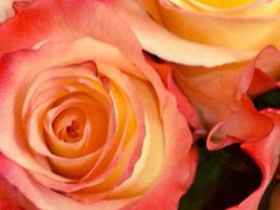 Bild zu Isabelle Fleurs