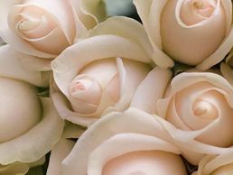 immagine di Rivieraflor