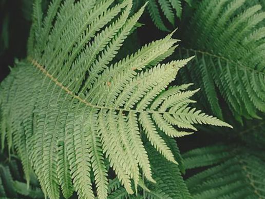 immagine di Rivieraflor