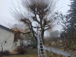 Bild zu Frustini Espace Vert