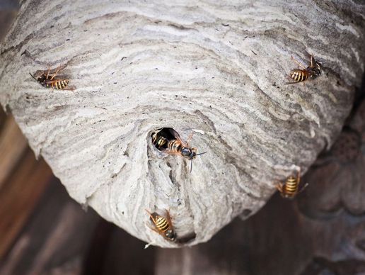 picture of Wespennest Entfernen Kanton Zug