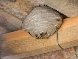 picture of Wespennest Entfernen Kanton Zug